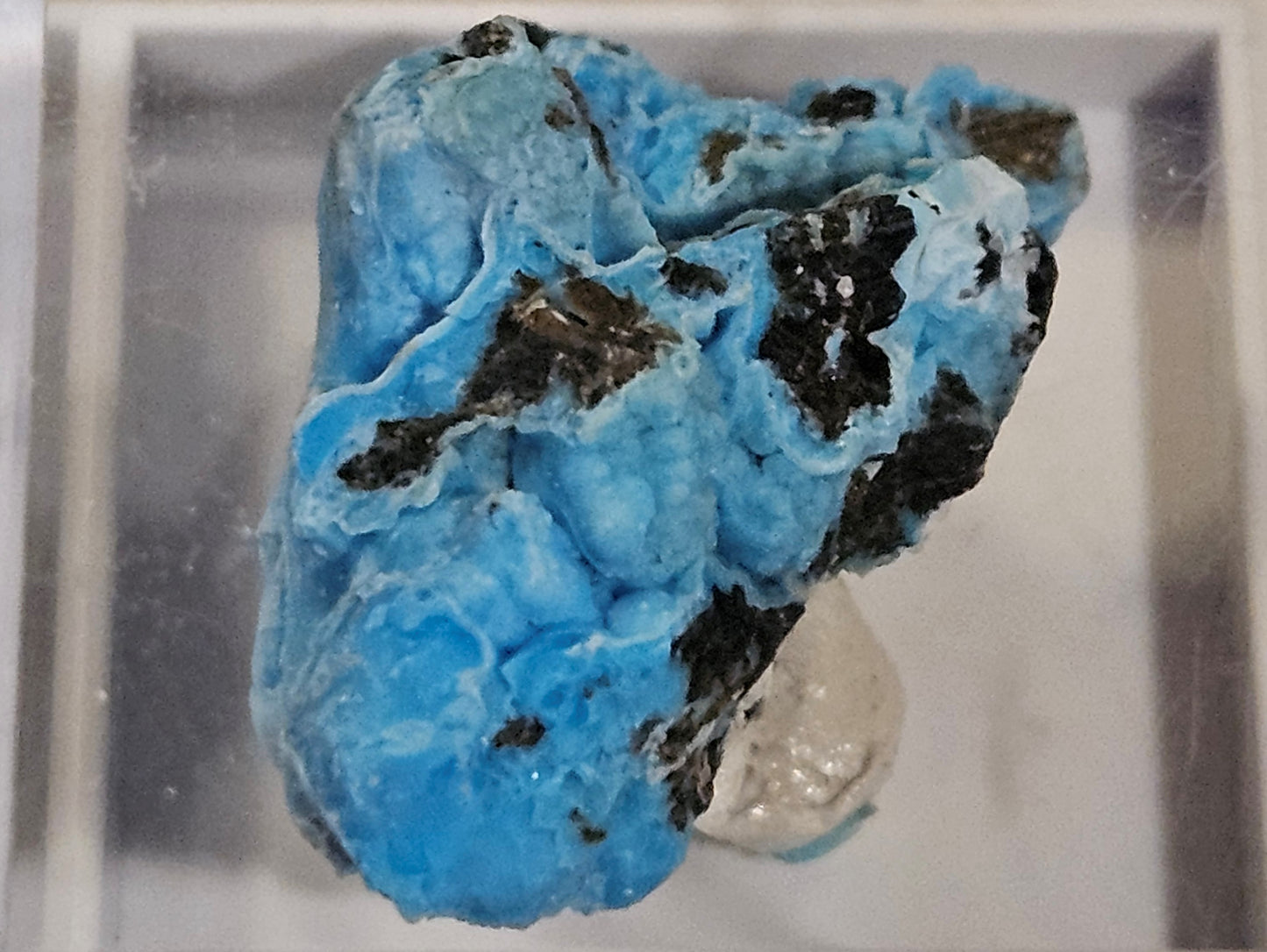 Vibrant Blue "Botryoidal Gearksutite and Cupro-Allophane" - China