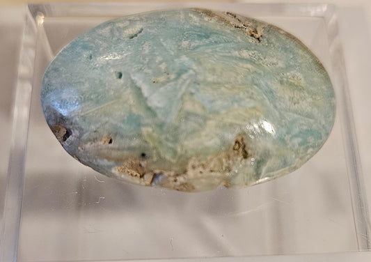 Caribbean Calcite Palm [3]