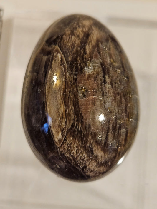 Petrified Wood Egg [Australia]