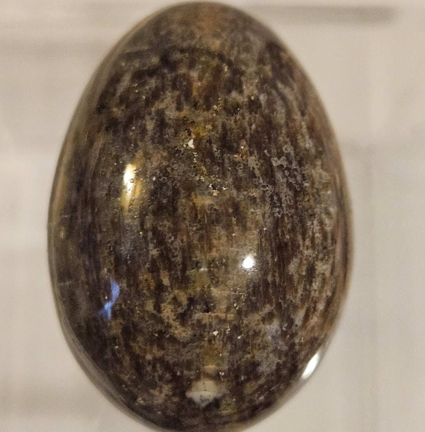 Petrified Wood Egg [Australia]