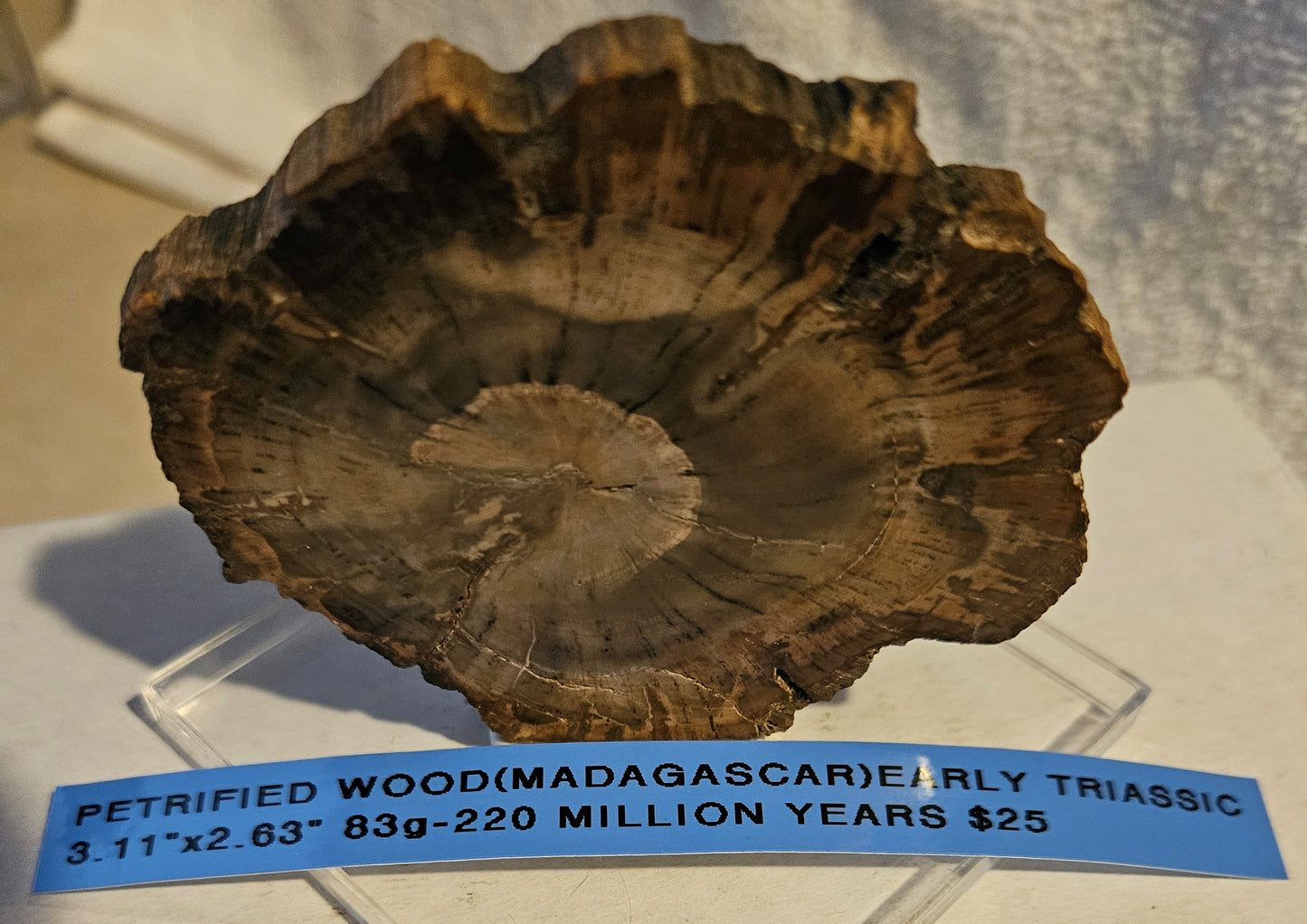 Petrified Wood - [Araucaria] Early Triassic (Madagascar) 220 Million Years Old
