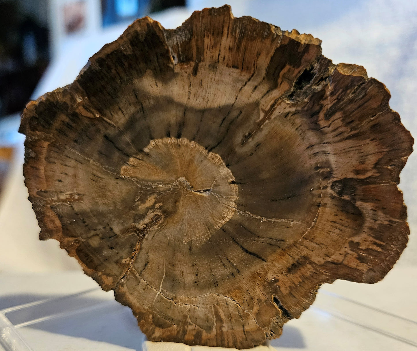 Petrified Wood - [Araucaria] Early Triassic (Madagascar) 220 Million Years Old