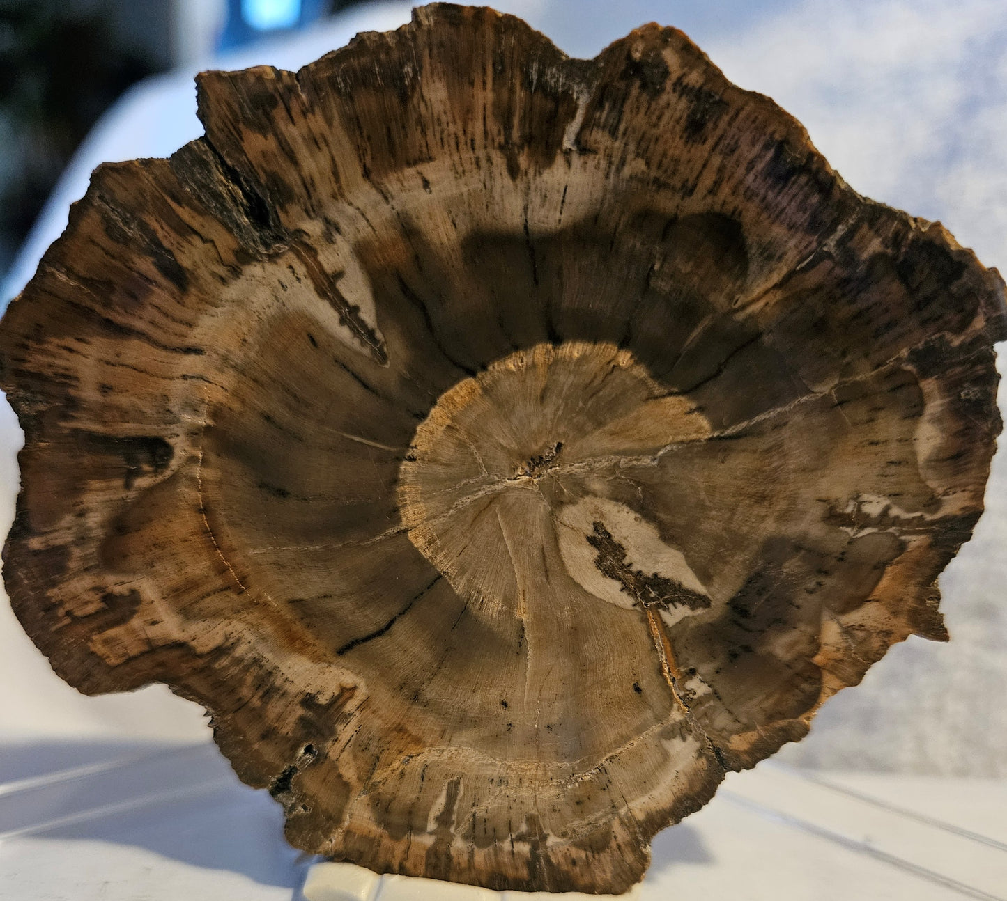 Petrified Wood - [Araucaria] Early Triassic (Madagascar) 220 Million Years Old