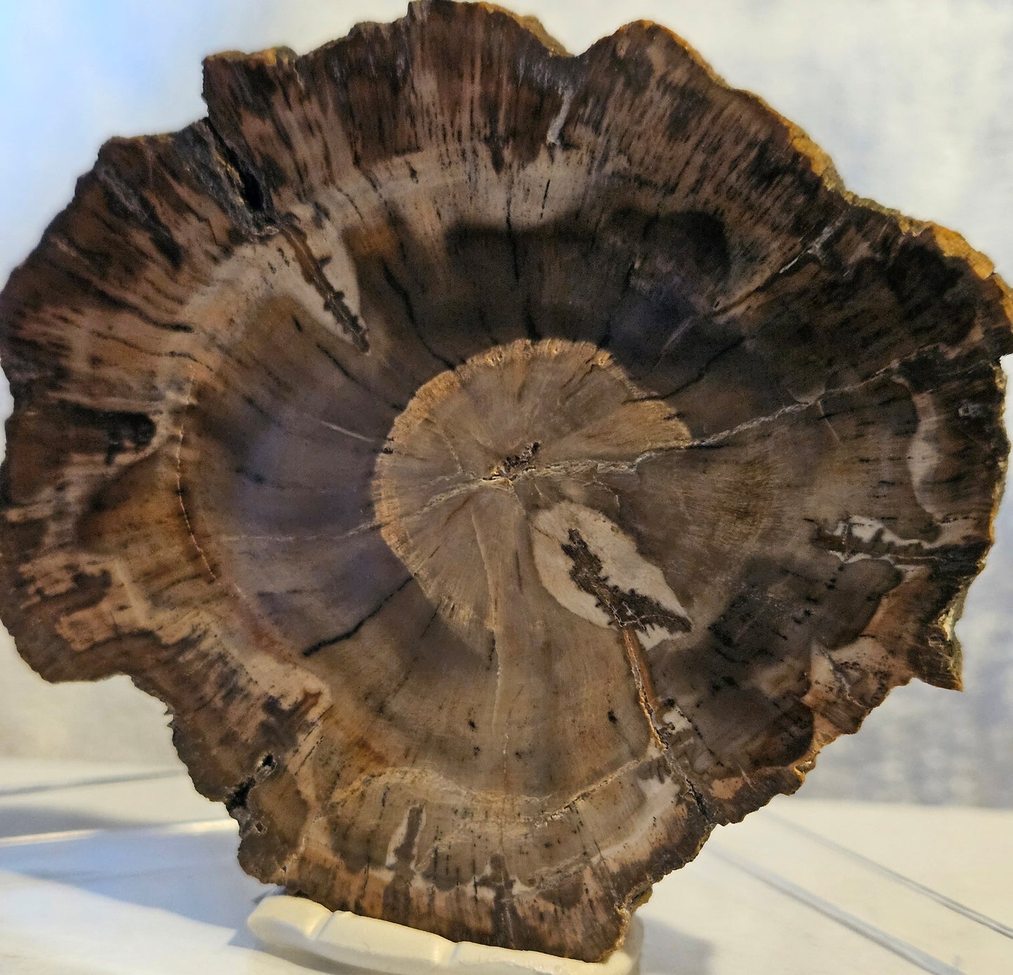 Petrified Wood - [Araucaria] Early Triassic (Madagascar) 220 Million Years Old