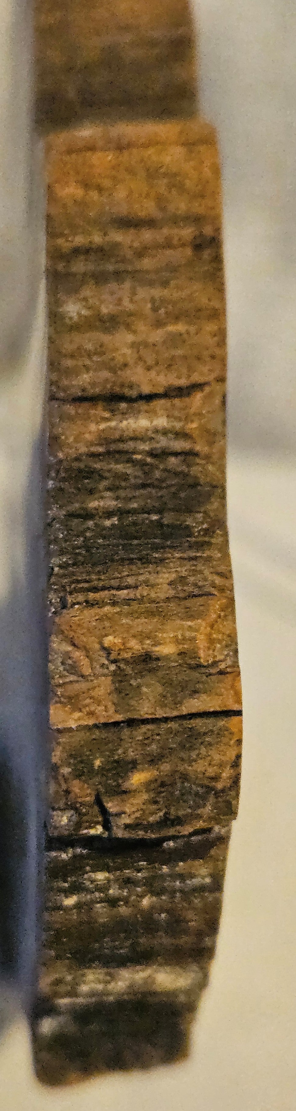 Petrified Wood (Araucaria) Round [Madagascar] Early Triassic - 220 Million Years