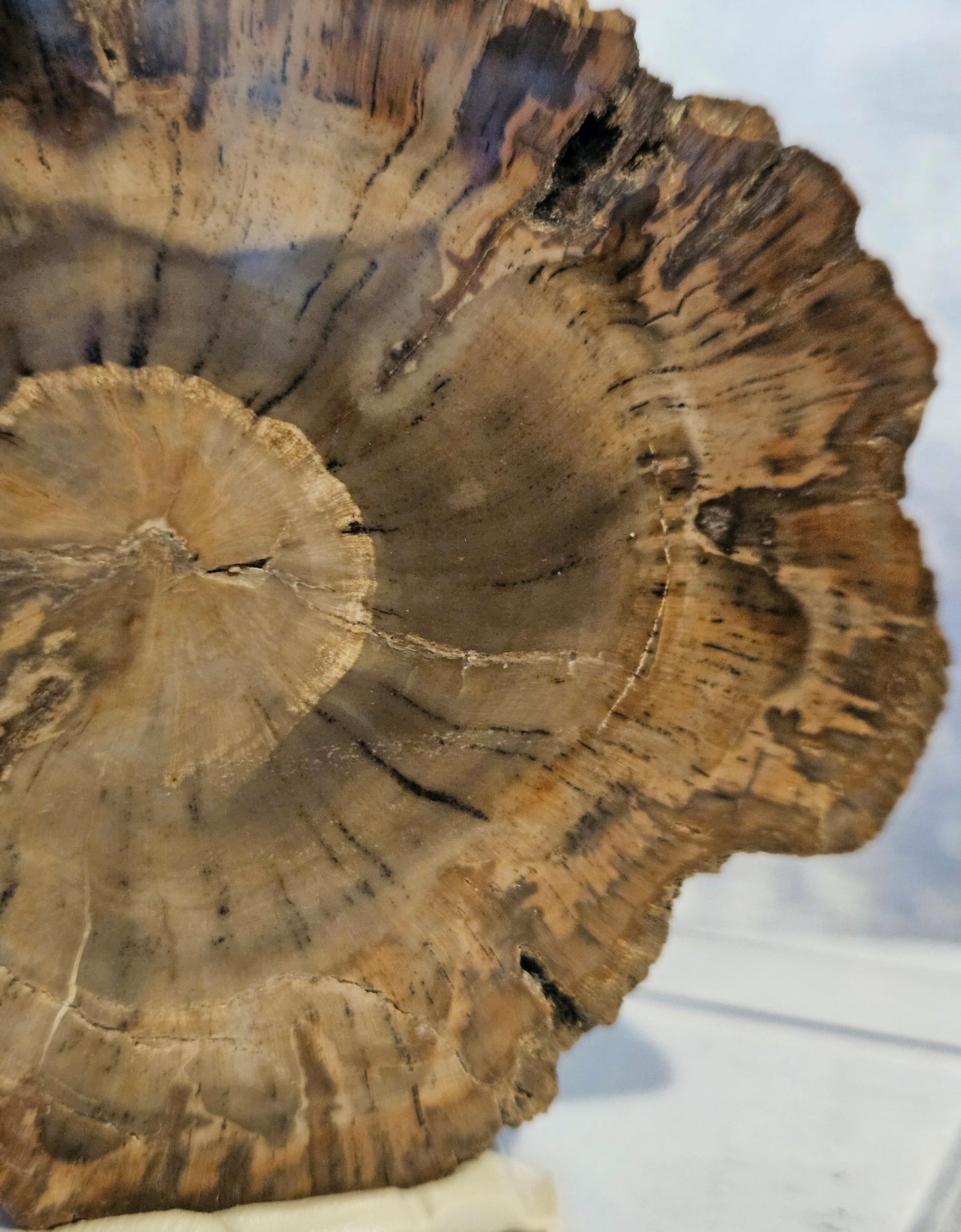 Petrified Wood (Araucaria) Round [Madagascar] Early Triassic - 220 Million Years
