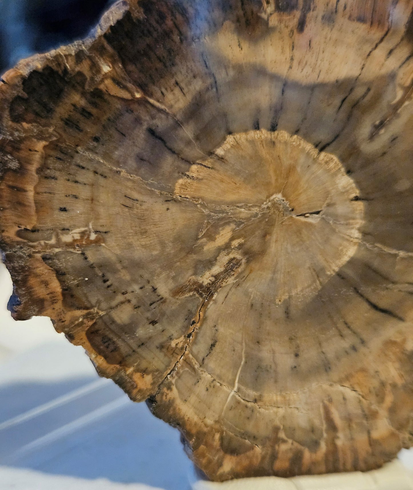 Petrified Wood (Araucaria) Round [Madagascar] Early Triassic - 220 Million Years