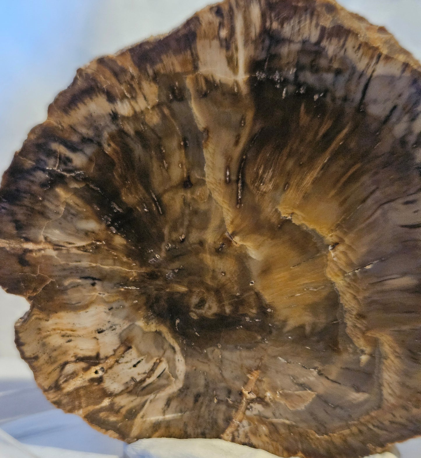 Petrified Wood (Araucaria) Round [Madagascar] Early Triassic - 220 Million Years