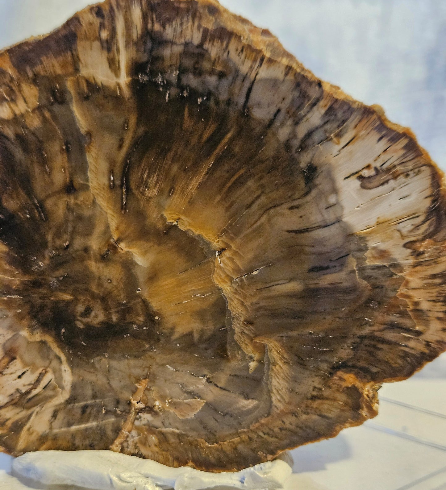 Petrified Wood (Araucaria) Round [Madagascar] Early Triassic - 220 Million Years