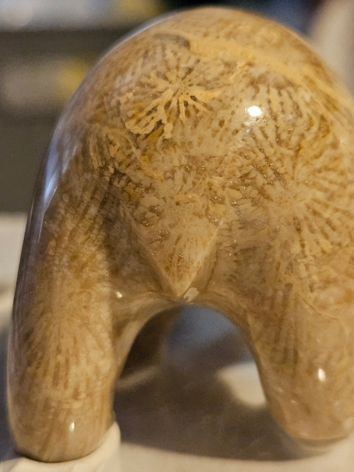 Polished Fossil Coral Bear w/ fish [25 million years old] [Philippines]