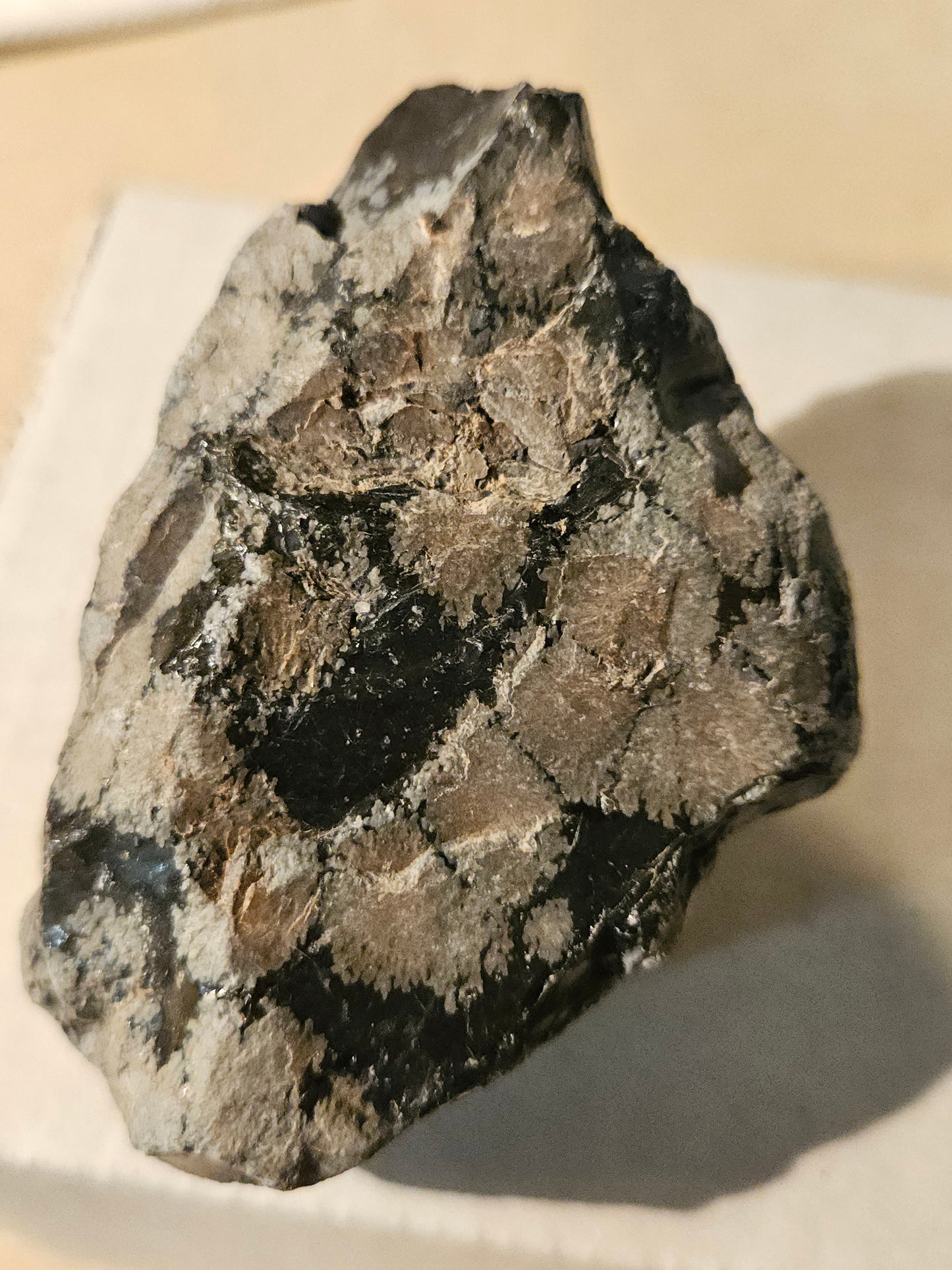 Snowflake Obsidian - (large raw)