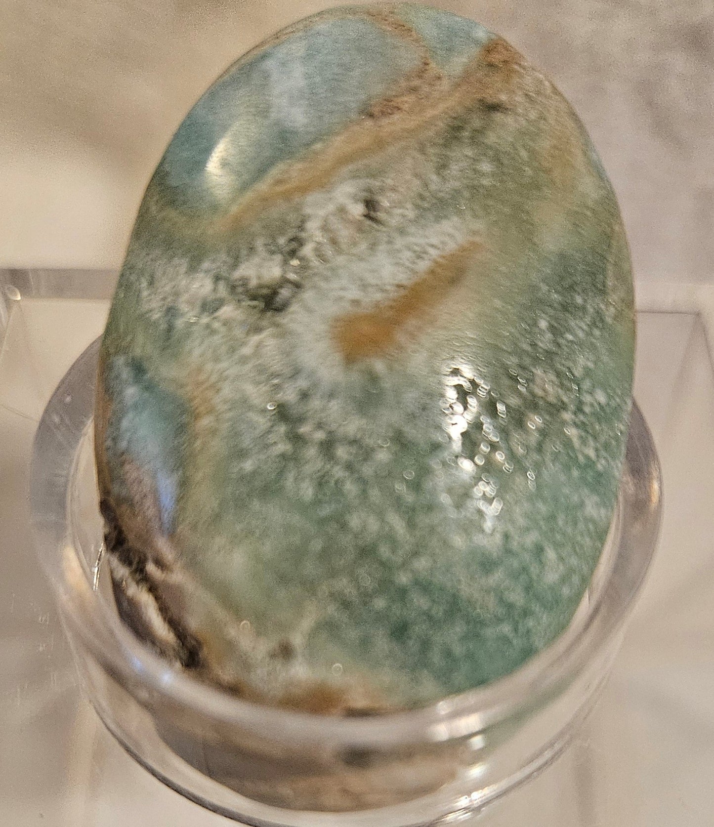 Caribbean Calcite Palm [1]