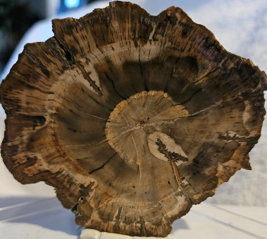 Petrified Wood - [Araucaria] Early Triassic (Madagascar) 220 Million Years Old