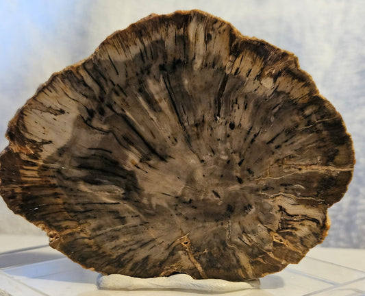 Petrified Wood (Araucaria) Round [Madagascar] Early Triassic - 220 Million Years